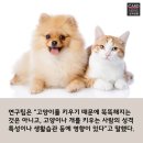 개와고양이 이미지