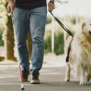 강아지산책 이미지