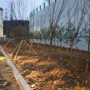 현광의원 이미지