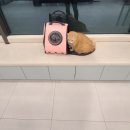 남산연합동물병원 이미지