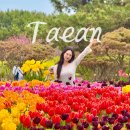 태안 튤립축제, 겹벚꽃부터 유채꽃까지 태안여행 후기