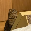 권오성동물병원