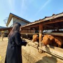 그린닭갈비 이미지