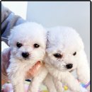 마마스미독 강아지분양 대전점 이미지