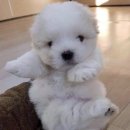 앙