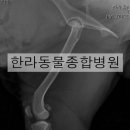 희망종합동물병원 이미지