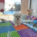 블루독 애견샵 이미지