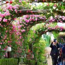 장미의거리13 이미지