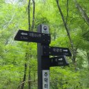 울진소나무 Daum카페