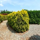 미로정원 이미지