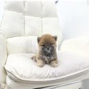 플라워퍼피 이미지