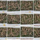 한국의 산삼과 상황버섯 이미지