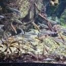 화지8리 이미지