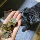 페따미꼬 이미지