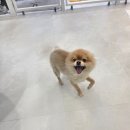 바움펫 | 수원애견미용실 예민한 아이도 편안하게 미용받은 후기
