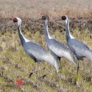 금호강4 이미지