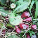 포니제주 이미지