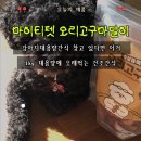 또오래오리 | 강아지대용량간식 추천｜마이티펫 오래먹는 건조간식 오리고구마말이 급여 후기