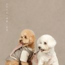 적담재 | [윌리추천] 전주 에어비앤비 숙소 독채펜션 '적담재'