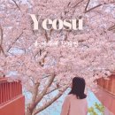 오늘 | 여수 용월사 벚꽃 명소 오늘 다녀온 후기