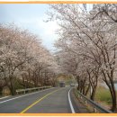 [4월6일]지리산성제봉1.115m지리남쪽최고봉/푸른섬진강변 60리벚꽃터널 이미지