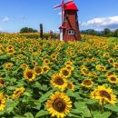 해바라기축산