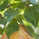 안나농원 이미지