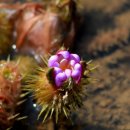 해평 금호연지못의 가시연꽃과 나비 이미지
