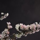 夜 桜,맥도날드,점심시간,글로브 이미지