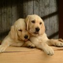 이삭애견훈련소 이미지