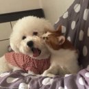 솜사탕 이미지