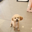 애견미용실 이미지