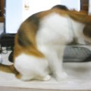 언니야PC 이미지