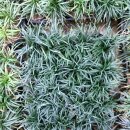 애란농장 이미지