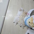 예쁜공주 | 잠실말티푸분양 예쁜말티푸 루미공주님 분양후기~♡