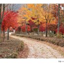 내장산 단풍생태공원 이미지