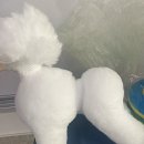 라라반려동물직업전문아카데미 네이버블로그