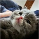 고양이 분양 미용 호텔 캣챱 천안점 | 베베펫 천안 강아지 고양이, 따뜻한 반려동물 분양 경험^^!