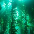 바다의숲 이미지