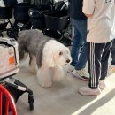 맥스켄넬 | 용인 강아지 유모차 펫막스 :: 피카고 애자일 2 구매 후기(10kg 중형견)