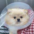 율하 위드동물병원 이미지