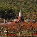 늘 푸른 나무 이미지