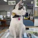 훈 동물병원 | 풍덕천 자동차 운전면허 (한 번에 합격 후기)