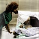 애견모델 이미지