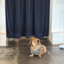 용문 애견 | 양평용문카페 용문계곡뷰맛집 &#39;문릿&#39; 내돈내산후기