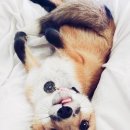 깜찍한여우