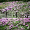 숲쟁이꽃동산 이미지