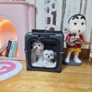 펫맘 | 강아지 이동장 레투펫 비행기탑승 켄넬 스펙 및 사용 후기