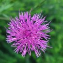 두마산촌생태마을 이미지