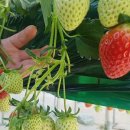 홍익농장 이미지